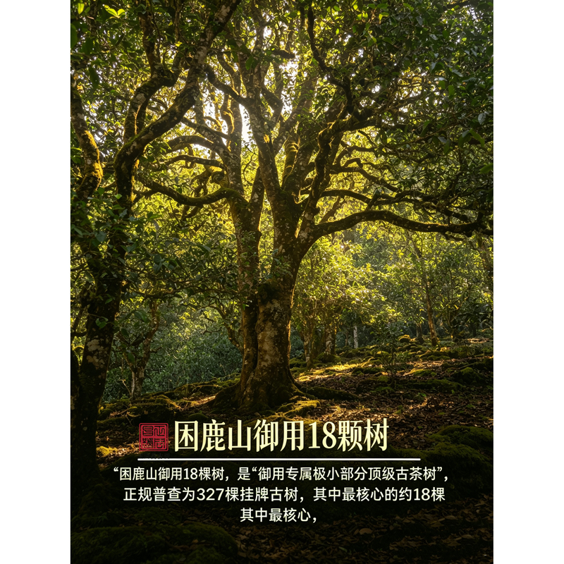 2026 [Kunlu Mountain Imperial 18 Trees] Royal Tribute Tea Yunnan Pu'Er Tea Raw Tea Loose Tea