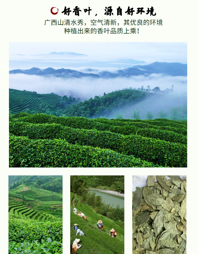 安享好物 安享B级香叶-仓谣罐装香叶  