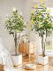High-End Light Luxury Artificial Jasmine Tree Green Plant Indoor Fake Plant Gardenia Potted Plant Decoration for Living Room Landscaping
