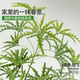 High-End Artificial Green Plant Peacock Tree Indoor Decoration Bionic Plant Fake Tree Living Room Ornament Fake Flower Tree Floor-Standing Potted Plant