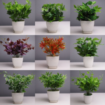 Simulation green potted plant company indoor and outdoor decorative plastic small potted garden simulation flowers and plants fake decoration