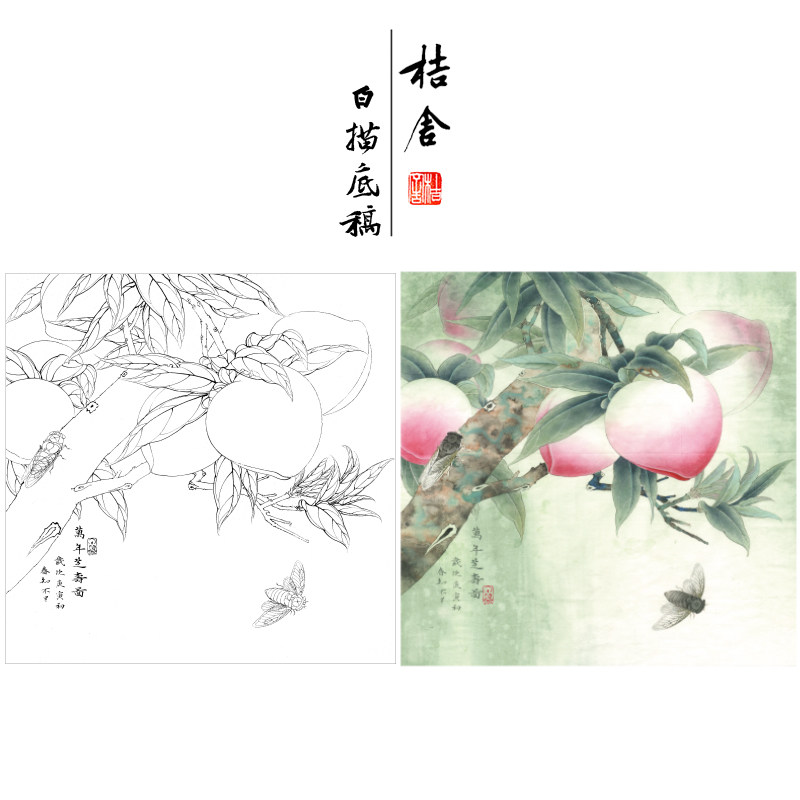 (step by step) Li Xiaoming's stroke white sketch manuscript Birthday Peach Know The Fighting Square Original size 66 × 66 cm Flower Bird Line Draft with A3 Step Map and Use Color Description of Paintdrawing KB22