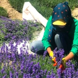 День учителя сушеная лаванда сушеный букет гостиная ароматерапия цветочная композиция ins подарочное украшение натуральный сушеный букет настоящие цветы