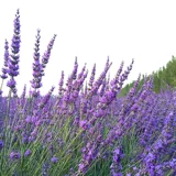 День учителя сушеная лаванда сушеный букет гостиная ароматерапия цветочная композиция ins подарочное украшение натуральный сушеный букет настоящие цветы