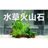 Украшение воды -Современная павлинская рыба вулканическая каменная вода