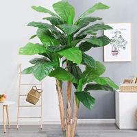 1,7 метра трех выстрелов банановых деревьев (без горшков)