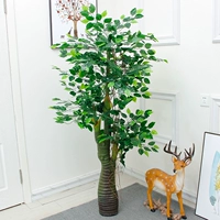 1,6 метра Золотого Дракона Баньян, посылая бороду (без горшков)