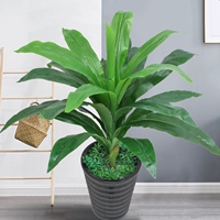 70 см одноразовый зеленый бразилия+горшок+трава