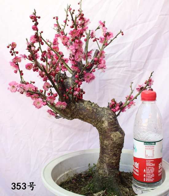 时物园-花卉绿植、盆栽盆景、多肉植物等一站式购物平台红梅花盆栽老桩