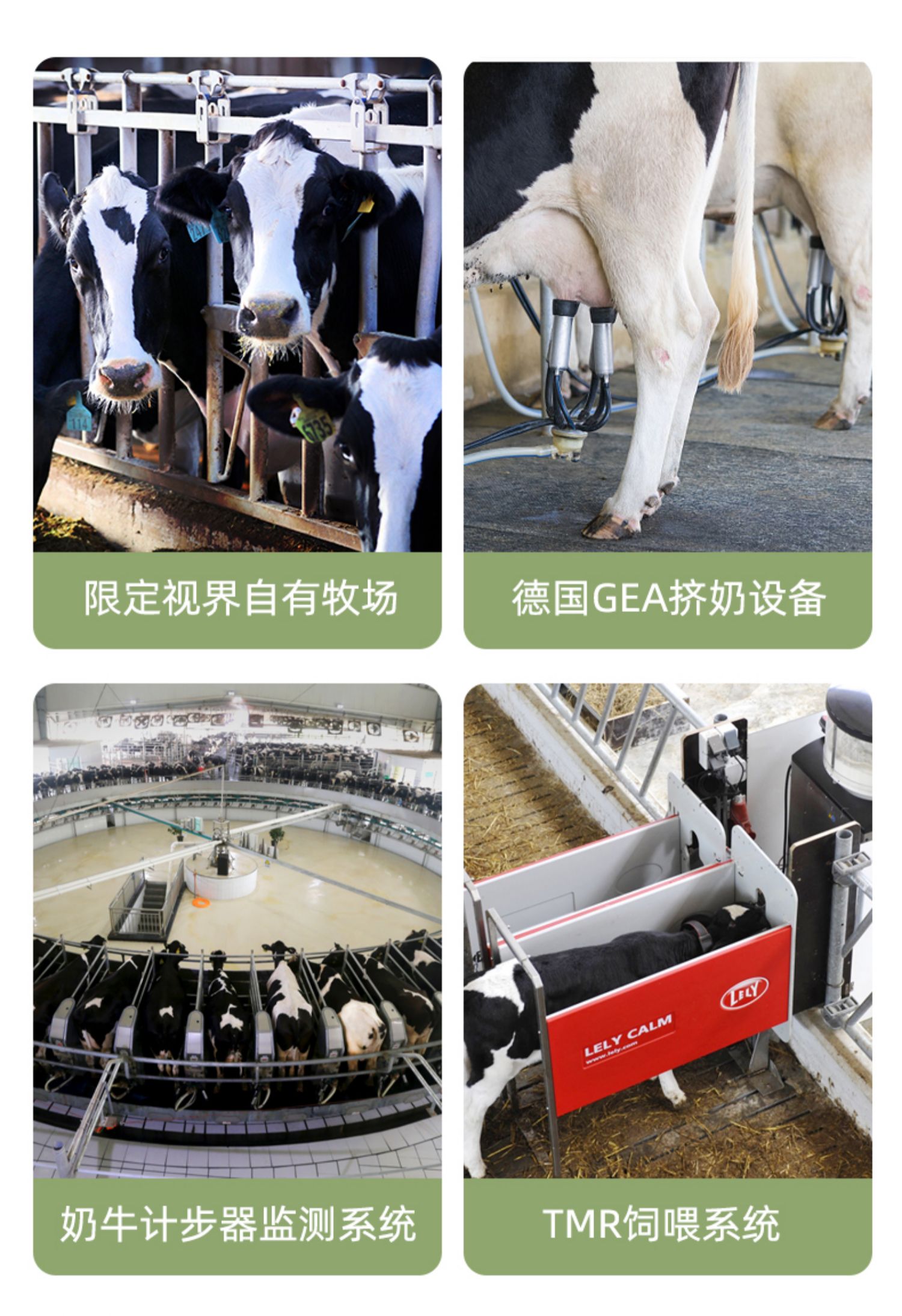 牛奶250ml每盒营养早餐奶补钙
