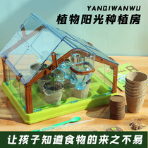 Koanswer Duck Cultivation Yang Guang Room Children Plant Indoor Observation Window Nursery Handwork Science Experiment Suit Toy