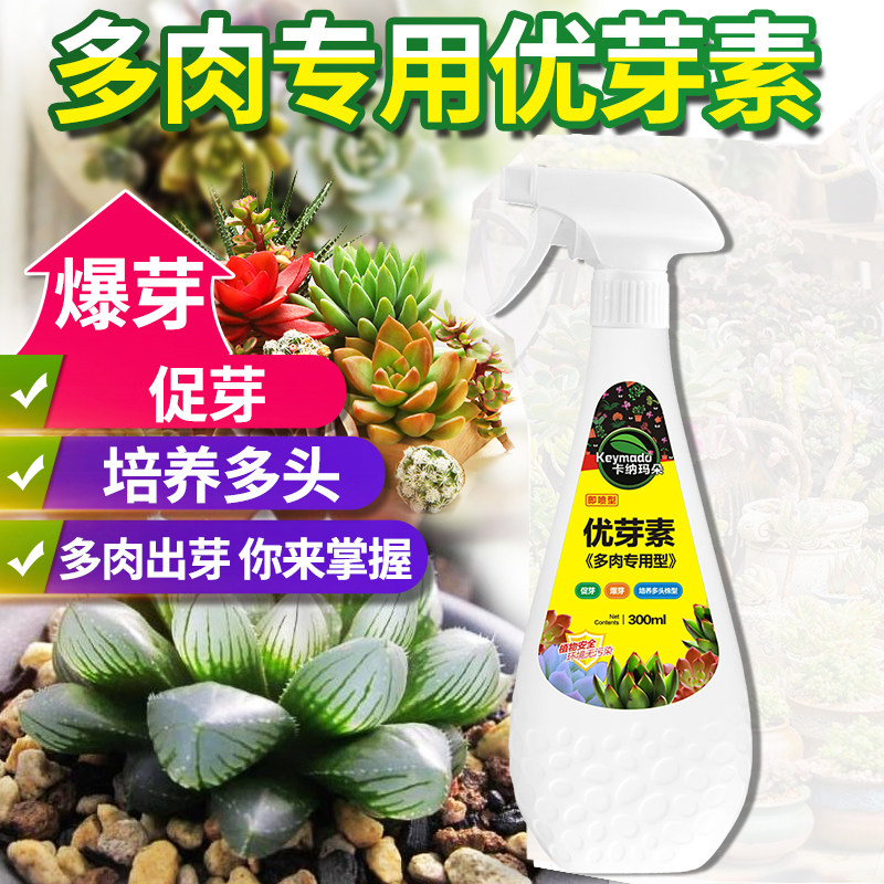 卡納瑪朵多肉植物優芽素爆側芽細胞分裂素激素促花芽花卉生長素