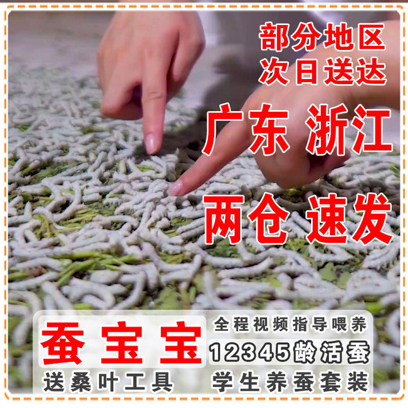 蚕宝宝学生养蚕套装:让你的孩子成为小小科学家,见证生命的奇迹!-蚕宝宝-淘宝好物网
