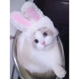 Милый шлем, шапка, аксессуар для волос, кролик, кот, домашний питомец