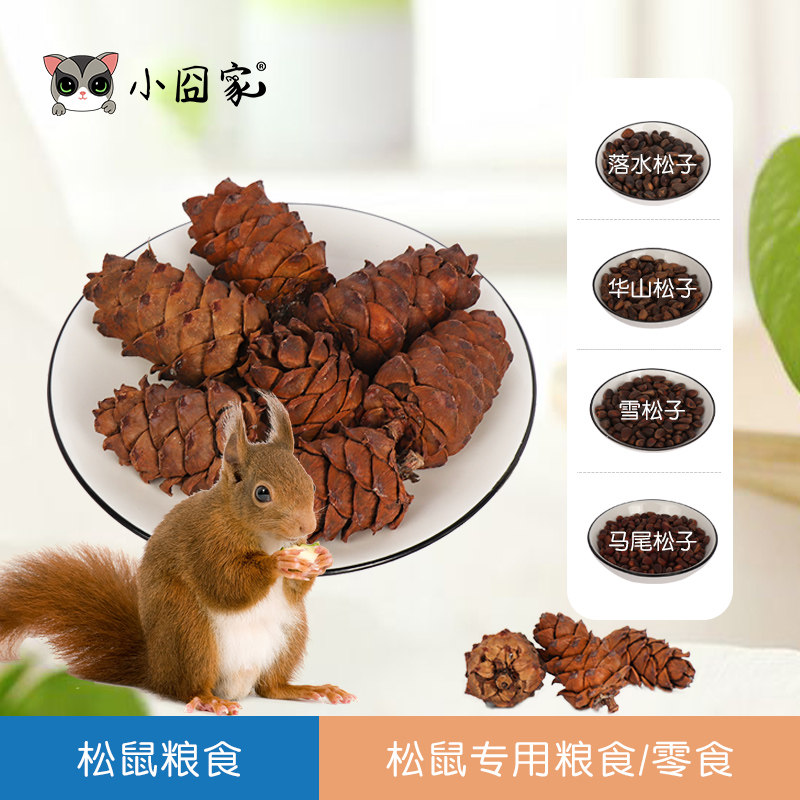 Squirrel grain staple food staple food snacks Yellow Mountain Eating food grain feed ponytail pine pines Pine Tanta Grinders