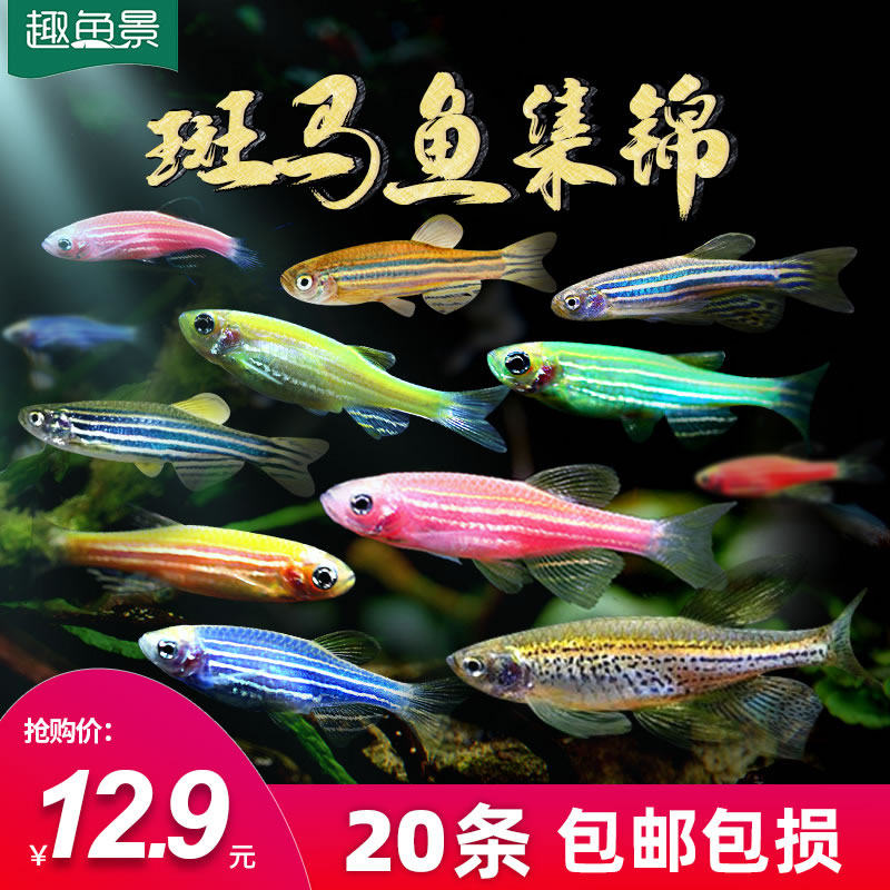 Ornamental fish fry live zebra tropical small freshwater red zebra cold water easy to live goldfish practice hand good small fish live