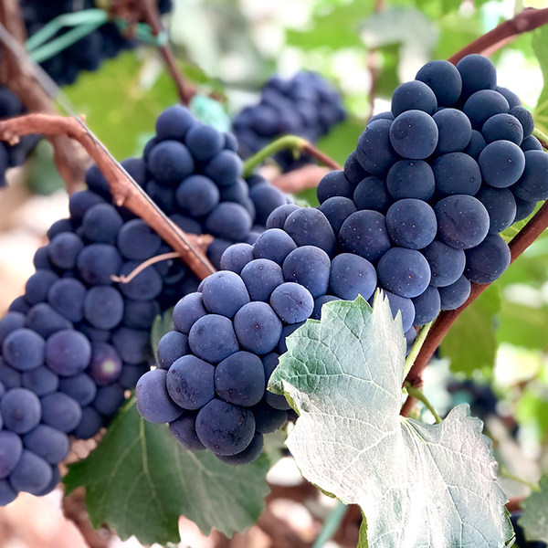 耘果云蔬 新鲜现摘 无籽夏黑葡萄 4斤 天猫优惠券折后¥39.9包邮(¥49.9-10) 耘果云蔬 新鲜现摘 无籽夏黑葡萄 4斤 天猫优惠券折后¥39.9包邮(¥49.9-10)