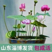 Bowl Lotus Seed Fish Tank Ripening Sleeping Lotus Flower Duckweed Water Grass Hydroponic Indoor Balcony Season Flowering Purifying Water Quality
