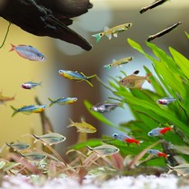 Small lamp cosn group swimming fish oatfish tropical ornamental fish Pauline lamp water straw cylinder traffic light fish living fresh water good to raise