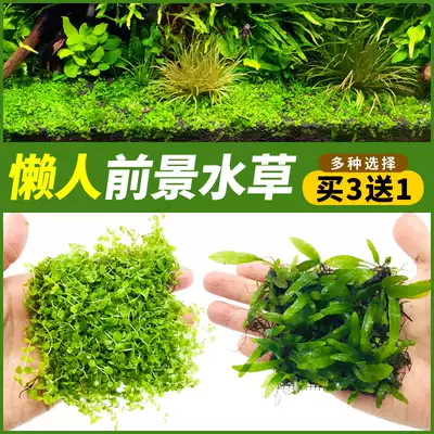 Fish tank foreground grass Lazy artificial landscape water plant Mini dwarf ear digging lying climbing dwarf pearl freshwater plant live water plant