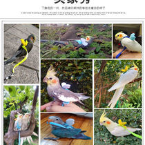 Parrot frisking out of bird Rope God Instrumental Genwind Out Braces Flying Rope Tiger Leather Peony Traction Rope Training To Walk The Bird Rope