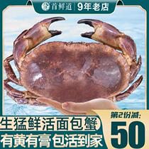 (Keep alive at home) Bread crab fresh king crab extra large extra large golden crab fresh seafood aquatic products uncooked frozen