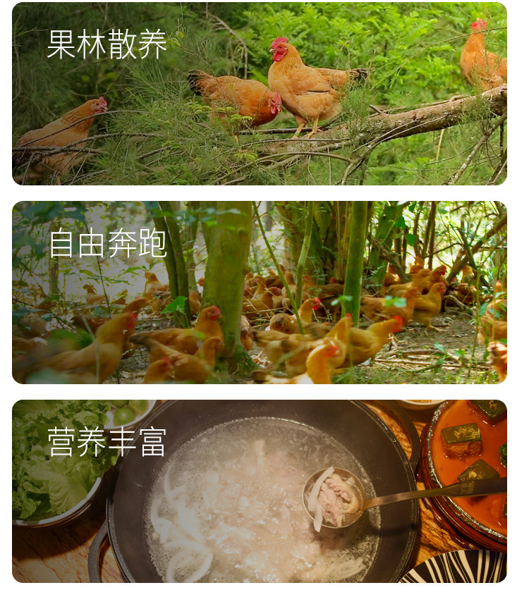 国家地理标志产品 海南文昌 散养大公鸡 2斤/只 图6