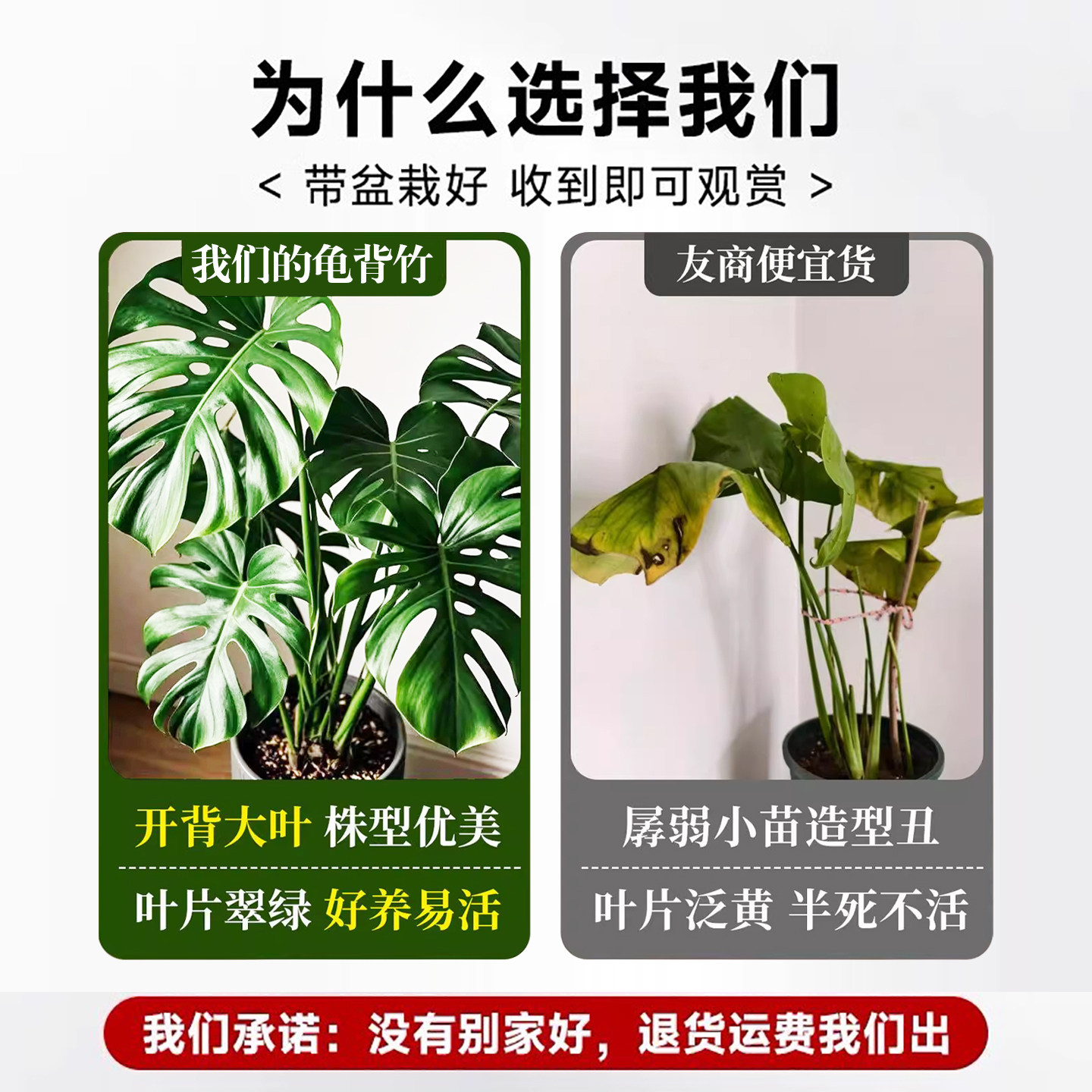 如何选择适合室内净化空气的龟背竹盆栽？