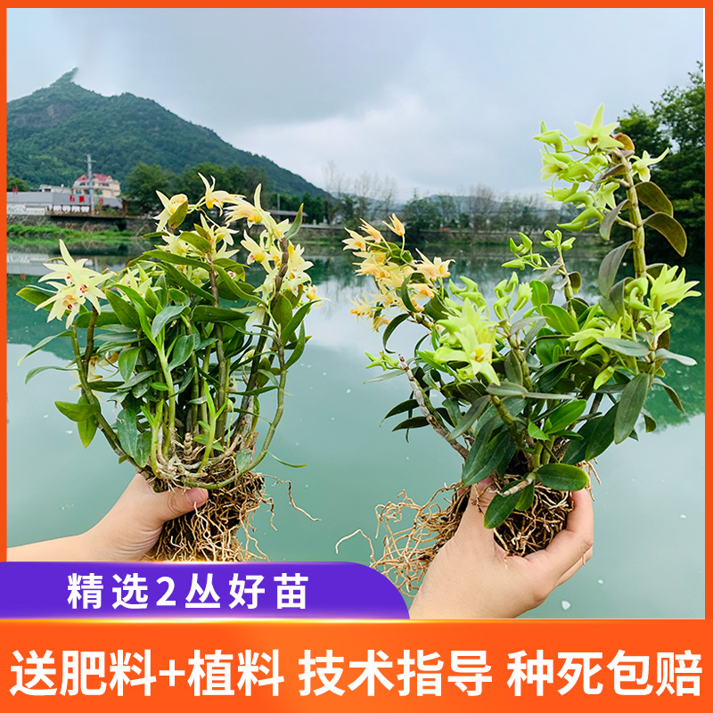 Three-year dendrobium seedlings with a total of 25 indoor planting Yandang Huoshan Dendrobium flower pots planted edible dendrobium orchids