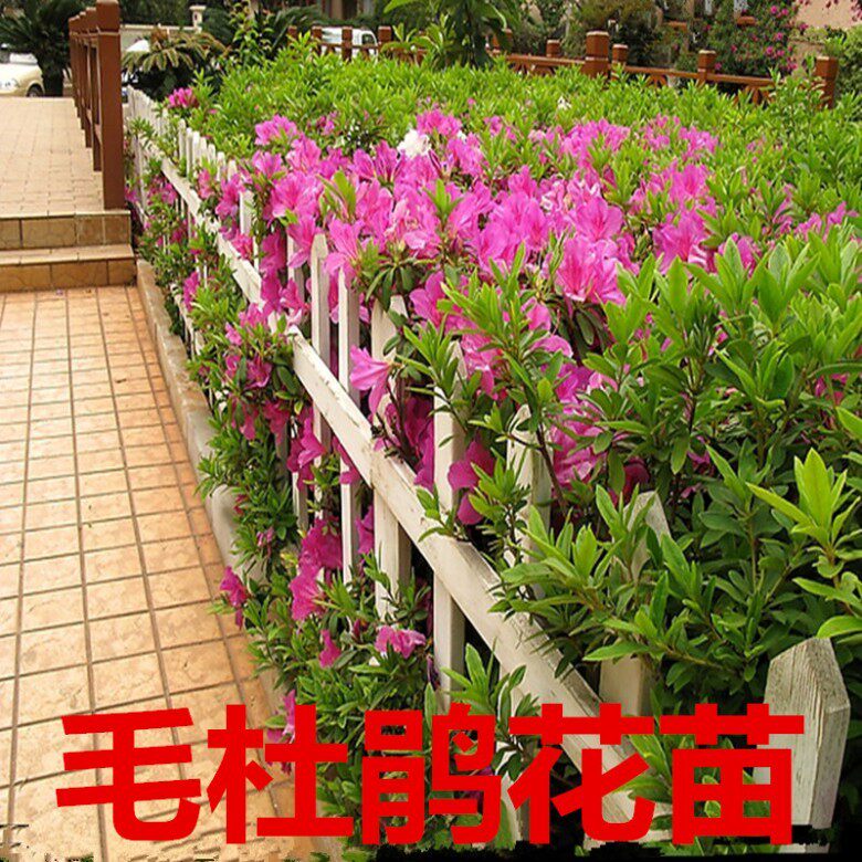 毛娟小苗毛杜鹃,庭院花坛的美丽使者?🌺深度解析-观叶 /花灌木-淘宝好物网