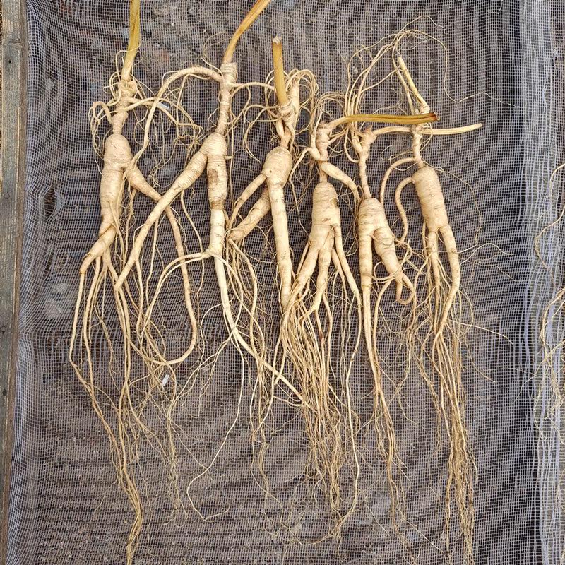 30 years Northeast Changbai Mountain Mountain Mountain Ginseng Shifting Mountain ginseng Ginseng With Fresh Ginseng Soak In the Wine Saucepan Soup 500g Eat Stock