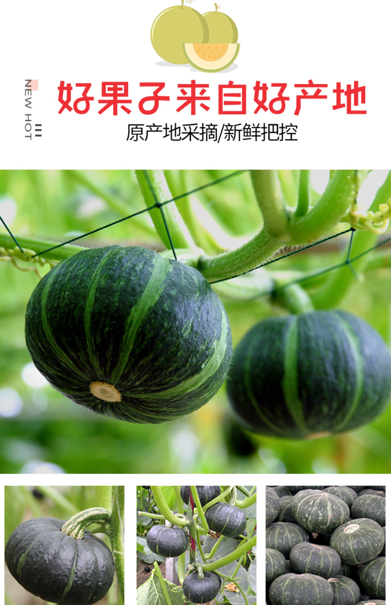 【一级精品】正宗贝贝南瓜5斤装