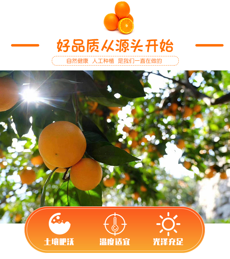 屈原橘颂原型 正宗秭归脐橙 3斤 图9