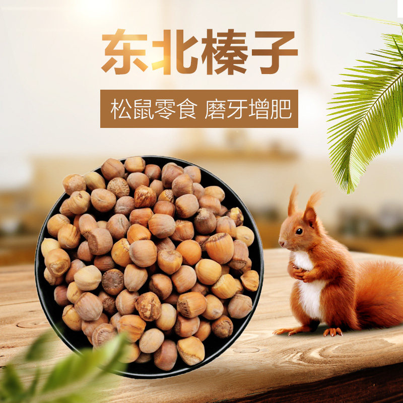 Northeast wild small hazelnut raw meal squirrel molar nutrition staple food snack feed supplies big hazelnut squirrel - Taobao