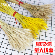 Barley ears decorative dried flowers display bakery Lotus Hay soul bartender dyeing wine cabinet simulation matching model