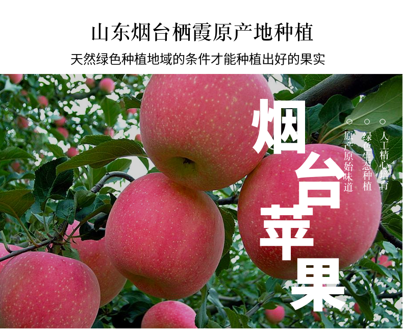 红富士栖霞苹果*5斤 图2