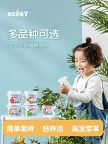 ECOEY Kindergarten Micro Bonsai Small Flower Farmers Canned Flower Mini Plant Self-planting Children Planting Small Potted Plants