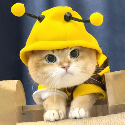 Cat Clothes for Spring and Autumn, Cute Little Bee Sweatshirt, Golden Gradient Ragdoll Kitten Pet Dog Warm and Anti-Shedding