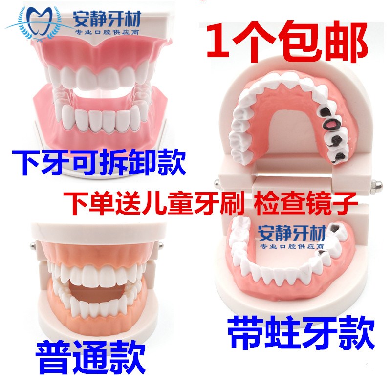 口腔模型 牙齿刷牙示教牙商用幼儿园教具 儿童刷牙 牙科材料 免邮