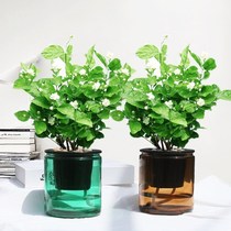 Water-cultivating objects Jasmine flower potted single petals Aromatic Flowers Edible Jasmine Flowers with potted plants Good one-pole small bonsai