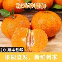 (Shunfeng) Zhengzong Guangxi Sand Sugar Orange Pure Sweet No Residue Fresh Fruit Pregnant Woman Fruits 5 Jin