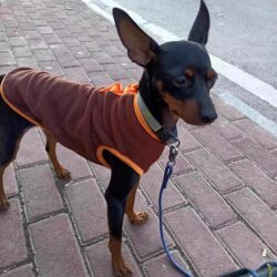 Miniature Doberman Fawn Dog Special Vest Small Puppy Dog Clothes with Leash Attachment Autumn and Winter Stylish Winter Wear