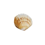 比彩 Родная ракушка, песок, океанский ветер, счастливая сумка, сделай сам, кристаллический клей, наполнитель, ювелирные аксессуары, материал