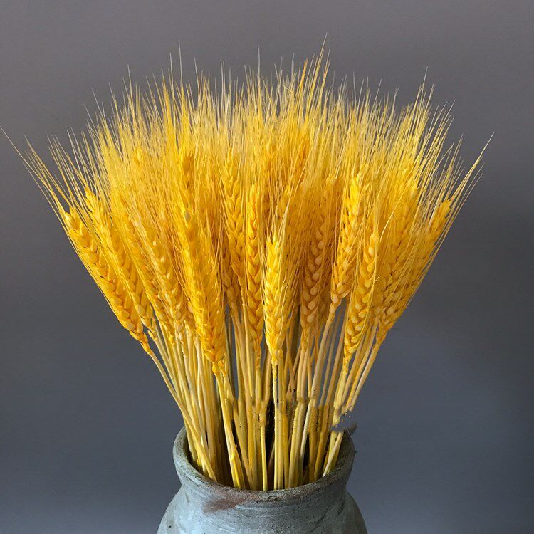 Wheat Wheat Ears Gold Opening in the Barley Dry Flower Bouquet to Decorate Flower Fields Garden Pendulum to Shoot Props