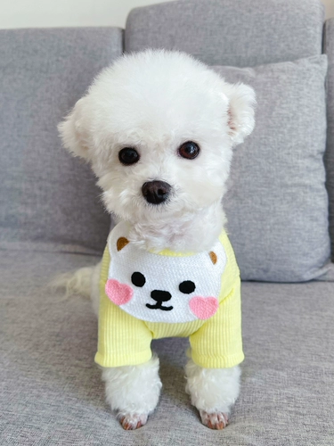 Пат -питомец Бишон Бомеи Снаунри маленький и маленький щенок щенка