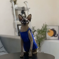 Королевский синий