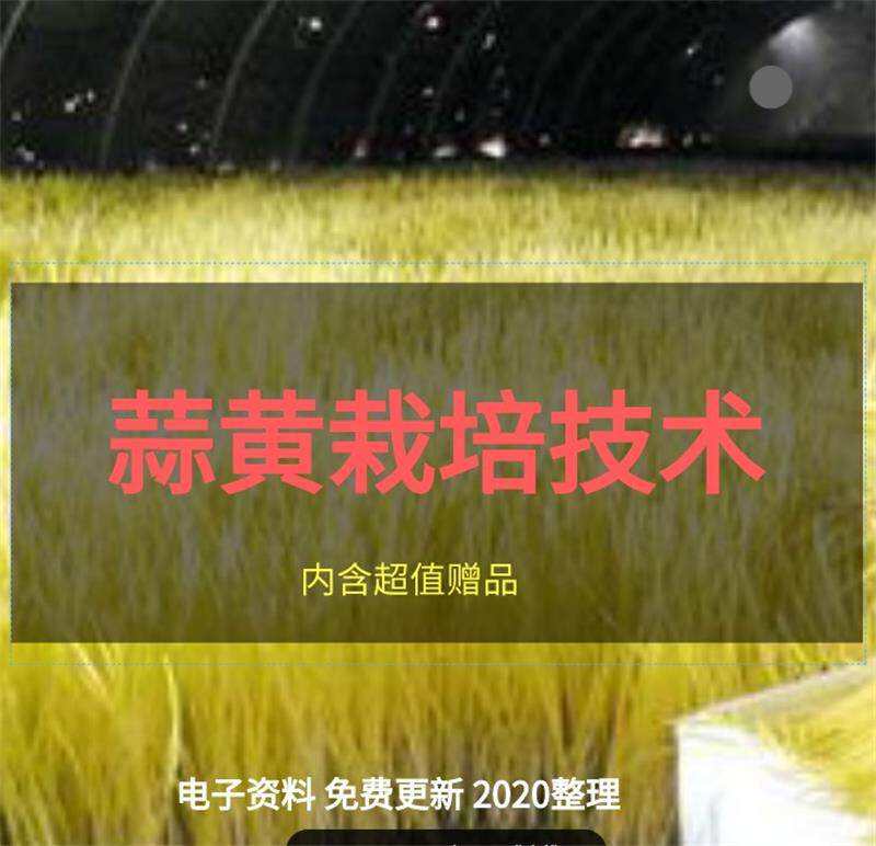 Garlic Yellow Planting Technology Tutorial Cellar Shed Room Soften the training information for family cultivation pest control training information 