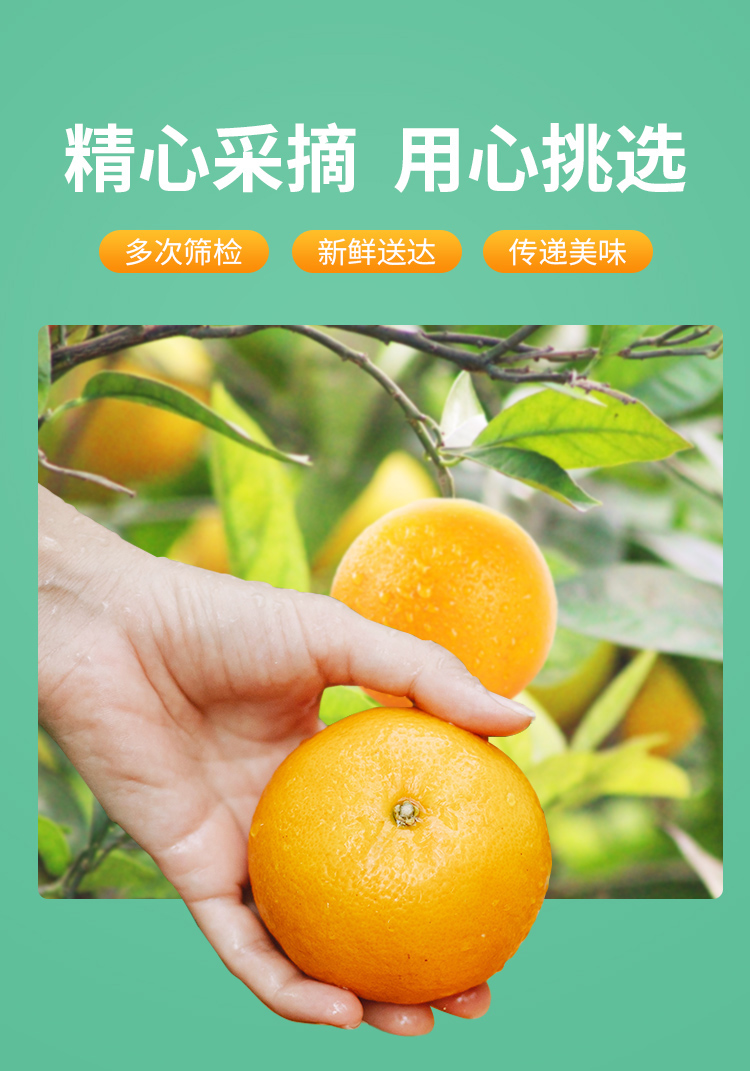 【果果雨】四川爱媛38号新鲜果冻橙5斤装