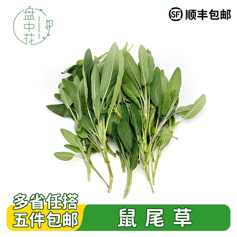 Fresh Sage, Southern Salvia, Edible Herbs and Spices, Seasoning for Hotel Western Cuisine, Restaurant Seasoning