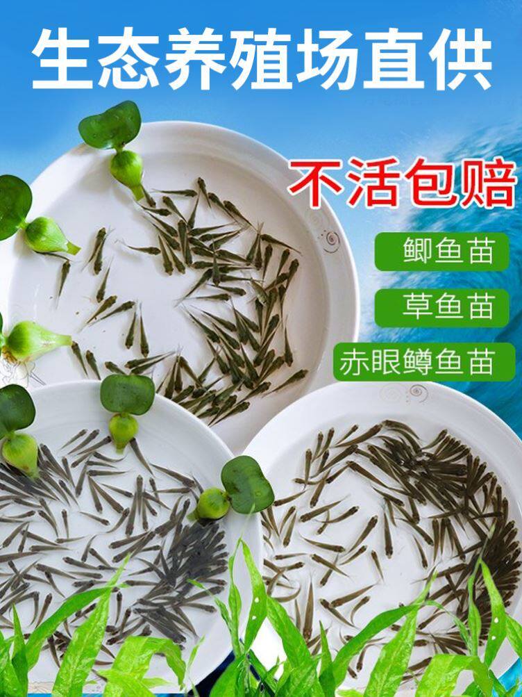 Grass carp seedlings for farming, silver carp, silver carp, black carp, crucian carp, carp, live dragon fish ration feed, fish loach seedling package live